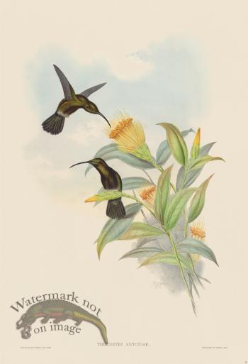 Gould Hummingbird 015